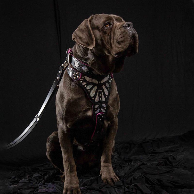 The "Ariel" collar