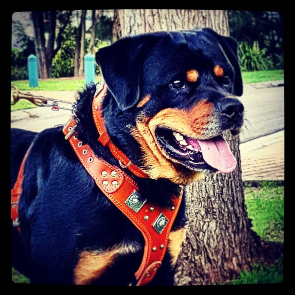The "Eros" harness brown