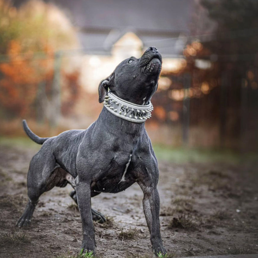 The "Metal" collar White & Gold- personalized!