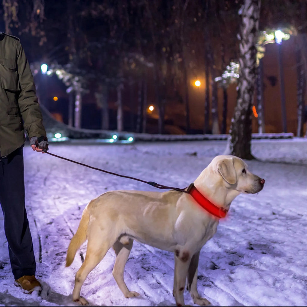 LED Dog Collar