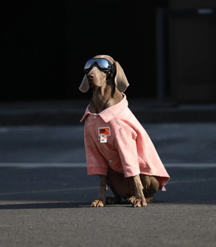 Dog Clothes For Large Breeds Labrador