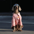 Dog Clothes For Large Breeds Labrador