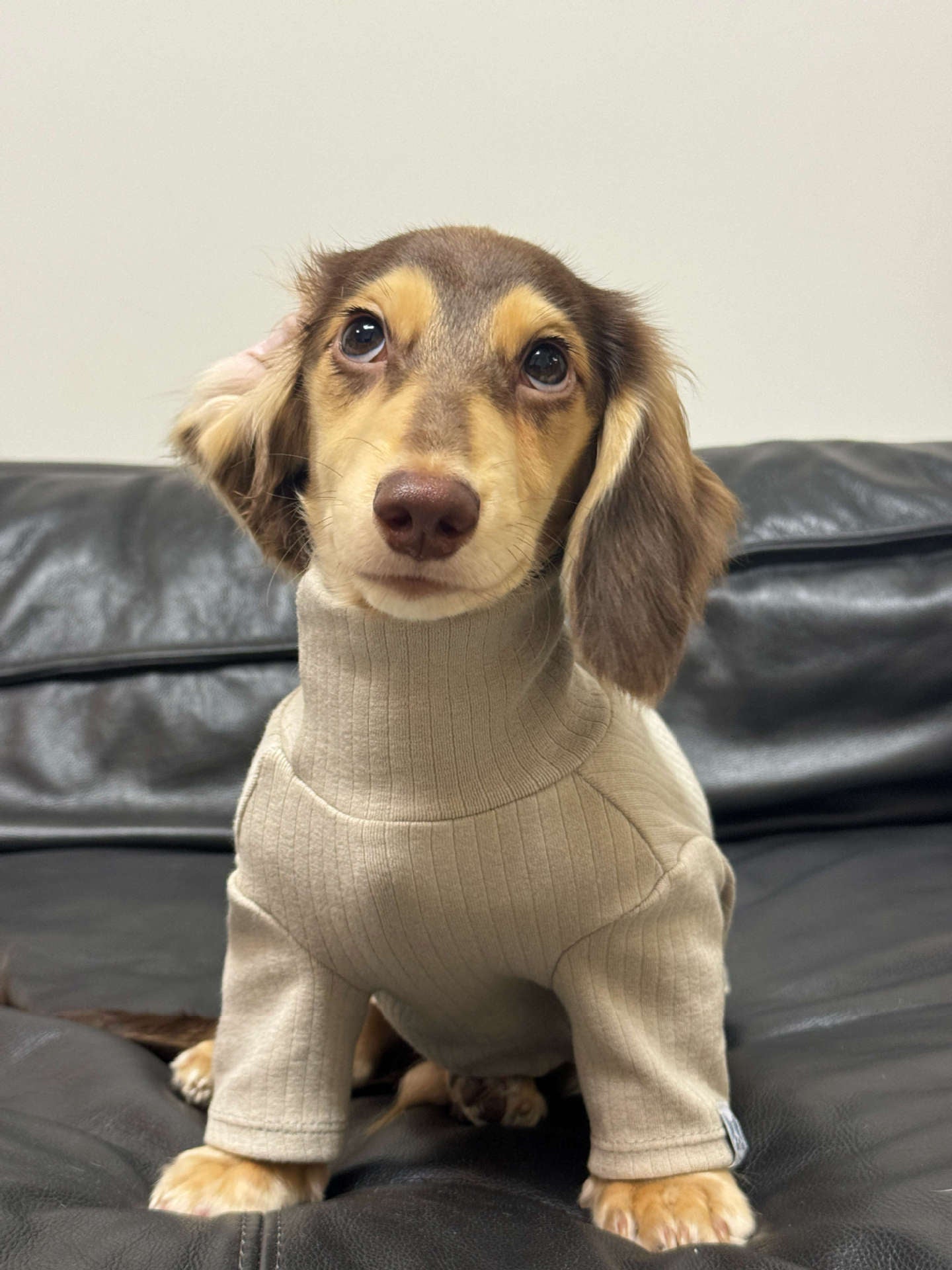 Pet Clothing Autumnwinter High-neck Base Vest