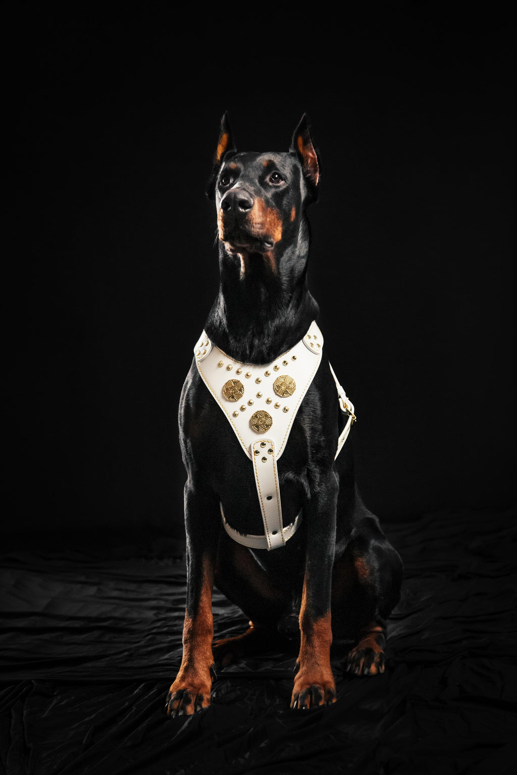 The "Maximus" harness White