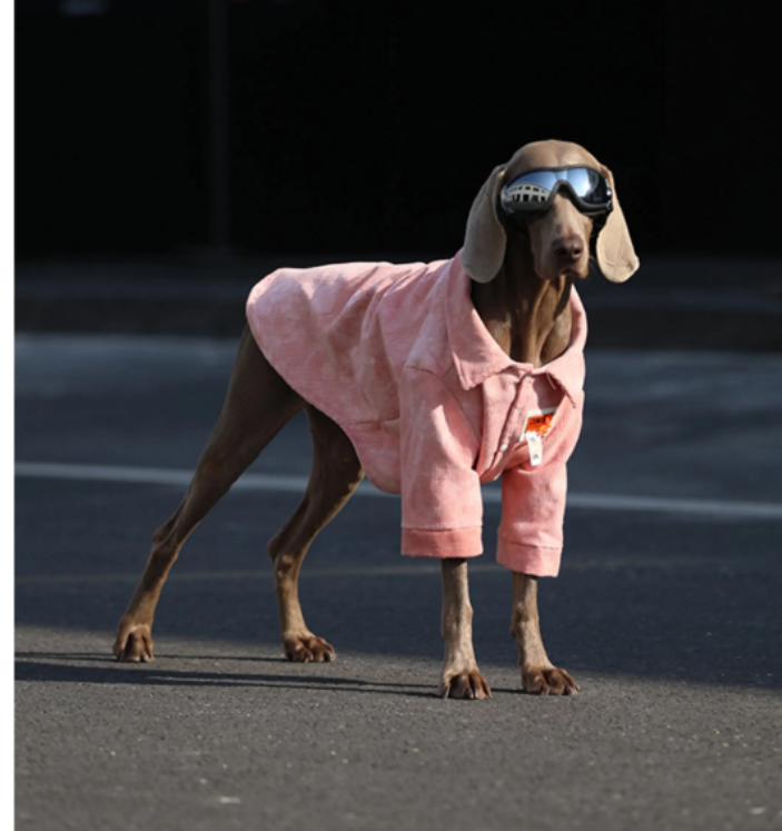 Dog Clothes For Large Breeds Labrador