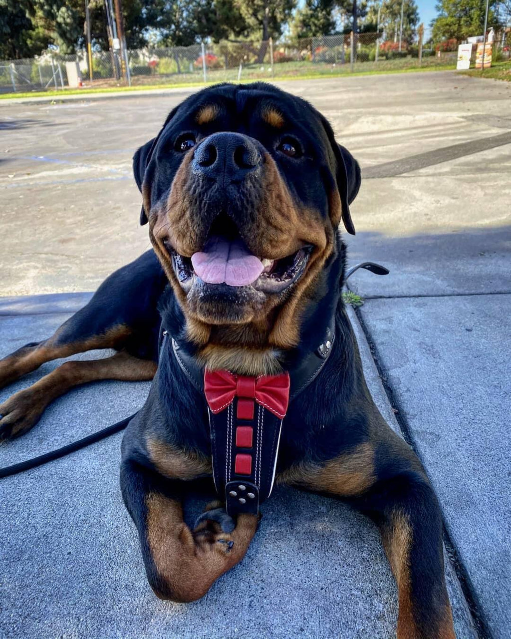 Bestia ''Bowtie'' leather harness