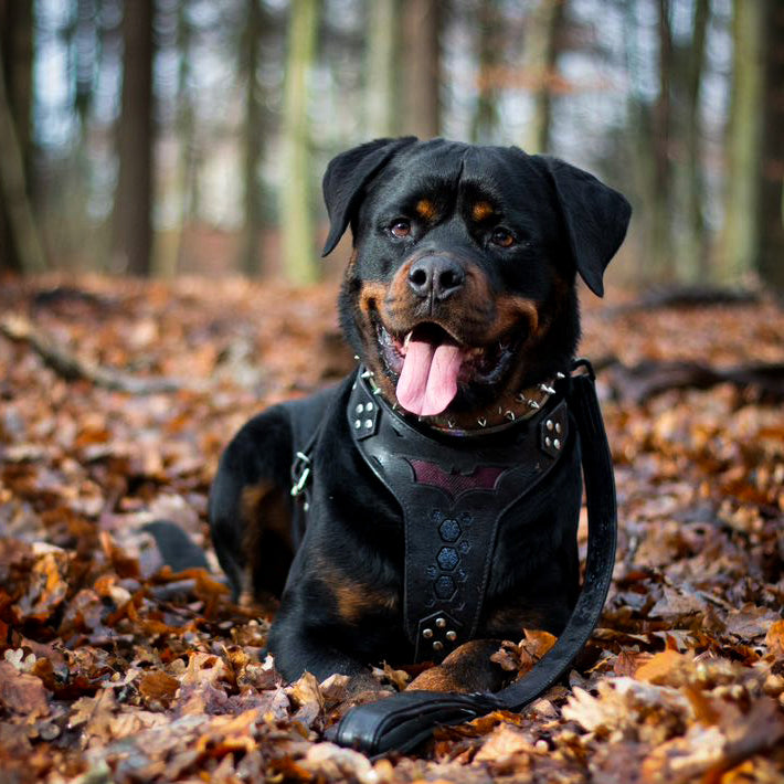 ''BATDOG'' HARNESS